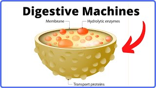 How a Cell Digests WasteFunction of Lysosomes [upl. by Hedaza]