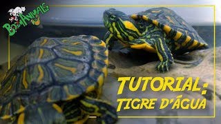 Tutorial Tigre Dágua [upl. by Ury]