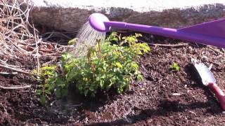 How To Correctly Plant Roses Using Flower Carpet [upl. by Akessej]