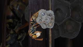 Paper Wasps Build Nest in Empty Bee Hive Queen Feeds Caterpillar to Workers [upl. by Eemla]