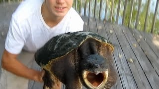 How to properly hold a Snapping turtle [upl. by Oyr]