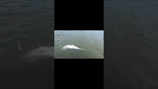 Paddlefish Snagging  Truman Lake [upl. by Hgielac667]