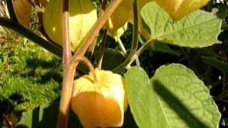 lot of Physalis Peruviana Andenbeere in my garden in Linz Austria 2010 [upl. by Lal]