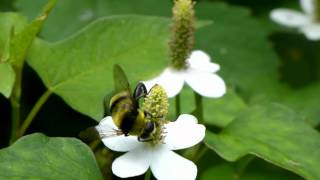 Bumblebeemimicking Flower Fly フタガタハラブトハナアブ♂＠ドクダミ訪花 [upl. by Melvin]