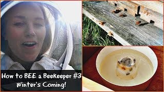 What do bees do in the winter  Beekeeping with Maddie 3 [upl. by Iras]