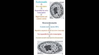 Euchromatin vs Heterochromatin geneticteacher [upl. by Araet]