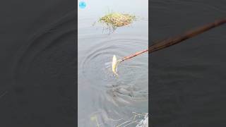 😲 Best Boat Fishing With Kotch 🌻part 77boatfishing viral shorts fish naturalfishing bigfish [upl. by Claiborne336]