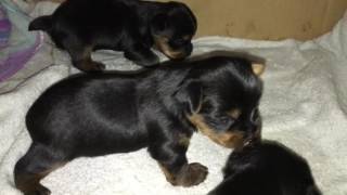 Yorkie puppies first 5 weeks of life [upl. by Eenwat775]