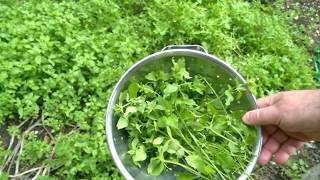 How To Eat Weeds  Chickweed Fritters With Dipping Sauce [upl. by Loyce692]