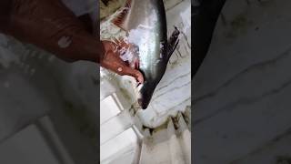 alligator🐊 nda ടാങ്കിൽ വാളയെ🦈 ഇട്ടാൽ എന്ത് സംഭവിക്കുംfishing shorts treading alligatorgar [upl. by Nomzzaj512]