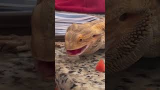 Bearded Dragon BIG Snack strawberry shorts beardeddragon granamyr [upl. by Tenaj]