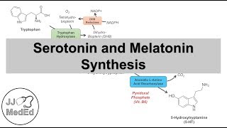 Serotonin and Melatonin Synthesis  Tryptophan Metabolism [upl. by Inor]