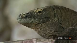 Komodo dragons amp ostrich mating races [upl. by Humo]