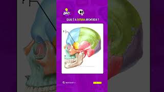 Quiz de anatomia  Suturas do Crânio 1 [upl. by Elliott168]