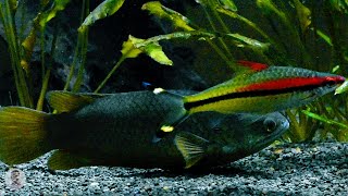 Fishes Personality  Denison Barb Biotope Aquarium [upl. by Figueroa186]