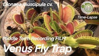 Giant Venus Fly Trap Growth over 3 Weeks  time lapse  Carnivorous Plants  Dionaea Venus Flytrap [upl. by Cox]