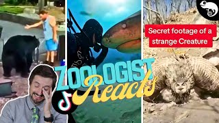 Zoologist Reacts To Viral Animal TikTok [upl. by Sekyere873]