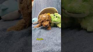 Cute Red Goldendoodle Puppy [upl. by Devan319]