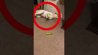 Your Dog Maybe DIED Because Of THIS 😨 shorts viral [upl. by Grantley]