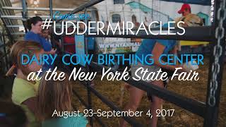 Dairy Cow Birthing Center at the NY State Fair [upl. by Oniskey]