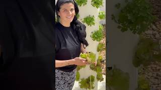 अमेरिका में Vertical Farming से लाखों 🫣 shorts verticalfarming [upl. by Joshua]