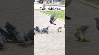 Columbidae comuna14 parquelasheras Columbidae paloma camaralenta shortsvideo shortvideo bird [upl. by Rosaline]