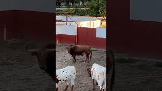 🐂🔥 toro enmaromado de Benavente ganadería algarra shorts [upl. by Hardman]