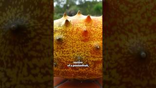 How does this SPIKEY African Fruit Taste Kiwano  African Horned Melon [upl. by Nairad]