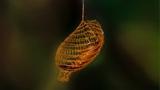 Natures 3D Printer MIND BLOWING Cocoon in Rainforest  Smarter Every Day 94 [upl. by Buerger833]