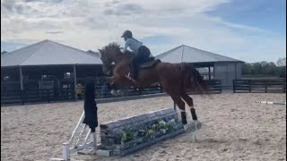 Emma Claire Johnson and Impossible ll for the first ride aka Nemo schooling over fences 3’6 [upl. by Ader301]