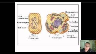 Prokaryotic vs Eukaryotic DNA Replication [upl. by Augusto]