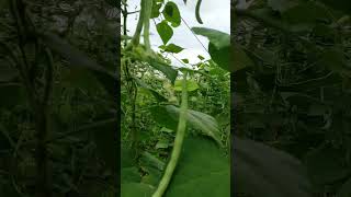 Our bean garden is ready for harvestநம்ம பீன்ஸ் தோட்டம் அறுவடைக்கு தயார் UyirAnbu shorts [upl. by Bahner]