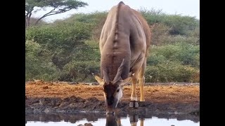 The Clicking Knees Of A Heavyweight Eland Bull [upl. by Yokum71]