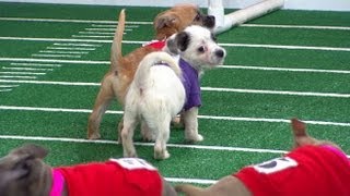 Super Bowl 2013 Inspires Puppy Bowl Sneak Peek at Doggie Football Event [upl. by Auohs]