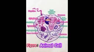 Labelled Animal Cell Diagram [upl. by Olag739]