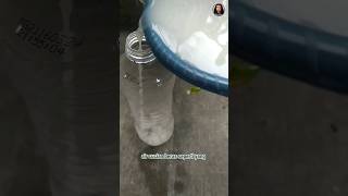 membuat fermentasi air cucian beras tipsberkebun berkebundirumah shortvideo fypviral [upl. by Yemane331]