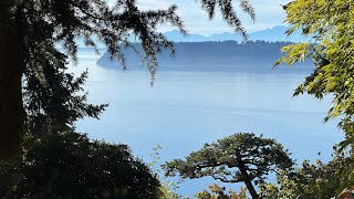 Bonsai style Niwaki short needle pine pruning in Mukilteo WA in Early October [upl. by Inanak]