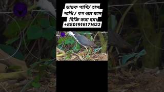 ডাহুক পাখি ধরার ফাদ তৈরীর পদ্ধতি।How to make Gallinule bird trapdahuk pakhir fadজাংগীফাদshort [upl. by Foss]