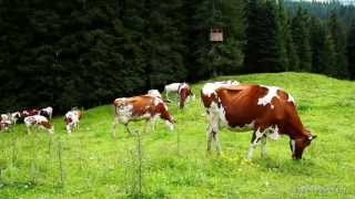 Sommer in Saalbach Hinterglemm Glückliche Kühe auf dem Sommer Almwiesen im Winter Skipisten [upl. by Imoyik]