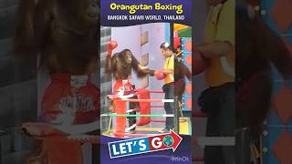 orangutan boxing 🦧🦧🥊🥊 [upl. by Ferris]