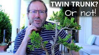 Boxwood bonsai  part 2 Understanding Twin Trunk styles  Blue Sky Bonsai [upl. by Howzell]