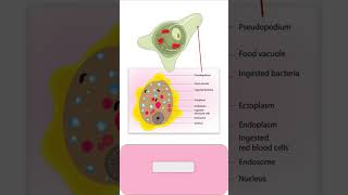 TROPHOZOITE of ENTAMOEBA HISTOLYTICA parasitology pathology microbiology medicalmicrobiology [upl. by Anigger201]