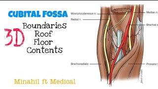 Cubital Fossa 3D Boundaries and Contents of Cubital Fossa [upl. by Thorpe]