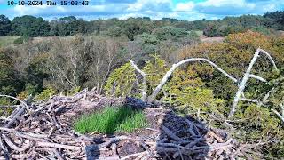 Poole Harbour Osprey Nest Camera  Landscape View [upl. by Glogau]