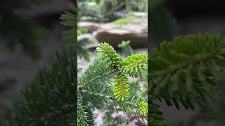 Abies balsamea Bruces Variegated 💚🌲💚070824🌲 [upl. by Nollie705]