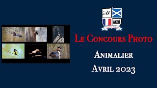 Concours Photo Catégorie Animalier Avril 2023 [upl. by Yonah892]