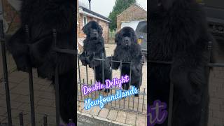 Double Delight Giant Jet Black Newfoundlands Welcome You at the Garden Gate [upl. by Maribelle]