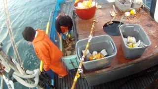 Commercial Dungeness Crab Fishing [upl. by Lseil]