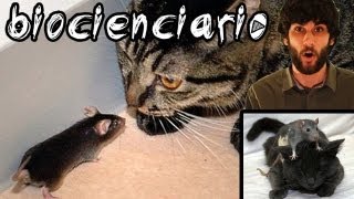 RATONES QUE HAN PERDIDO EL MIEDO A LOS GATOS  TOXOPLASMOSIS [upl. by Zak]