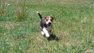 Queen Elizabeth Pocket Beagles Tiny Beagle Puppies For Sale [upl. by Ettenowtna615]